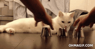 clever-cat-guessing-shell-game-correctly.gif