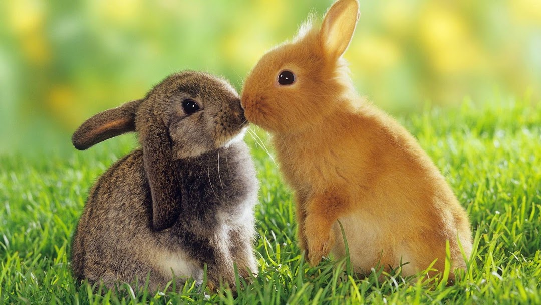 Cute Rabbits hd wallpaper