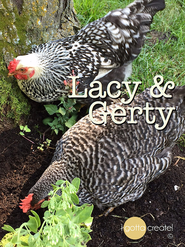 Our beautiful backyard chickens make fabulous pets and provide us eggs! | Visit I Gotta Create!