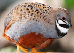 quail quails button birds bird raising chinese painted coturnix pheasant breeds breeding different many chicken worse someone always coop partridge