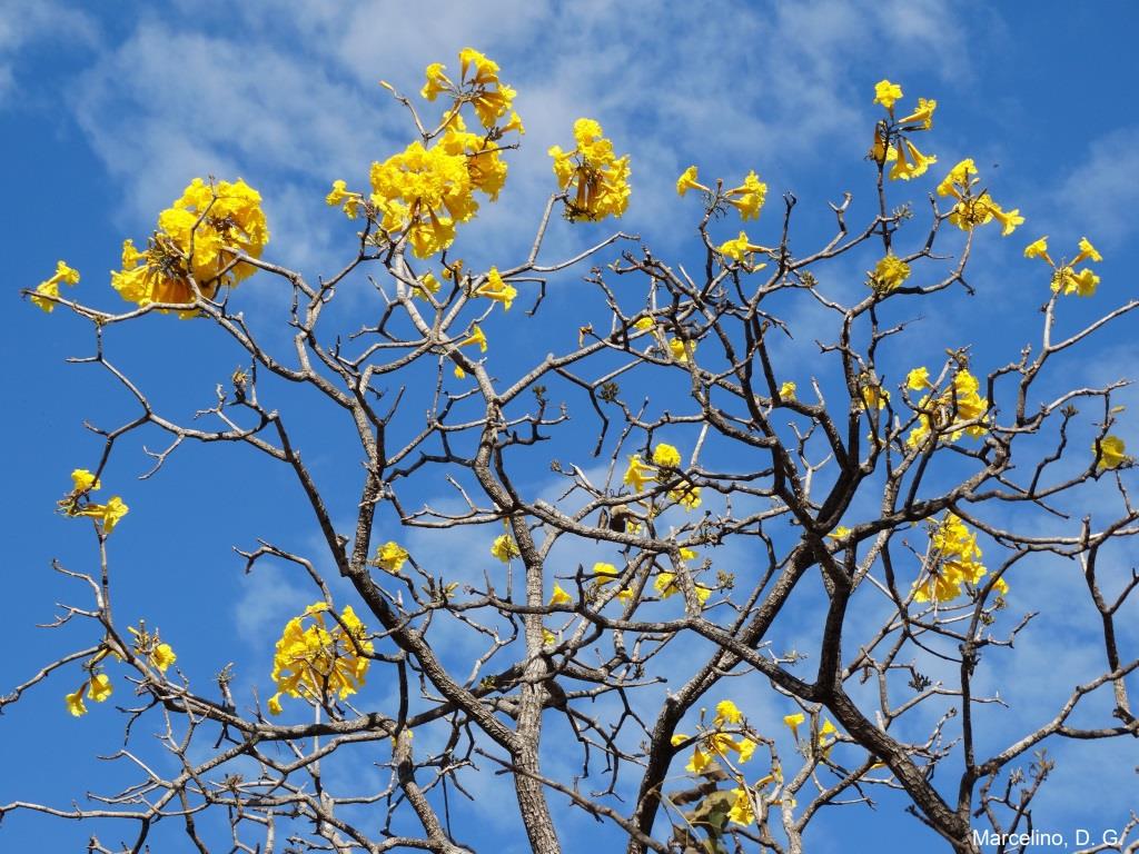 As mais belas flores do cerrado: ipê-amarelo - Natureza e Conservação