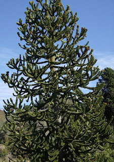 -: La leyenda del Pehuén