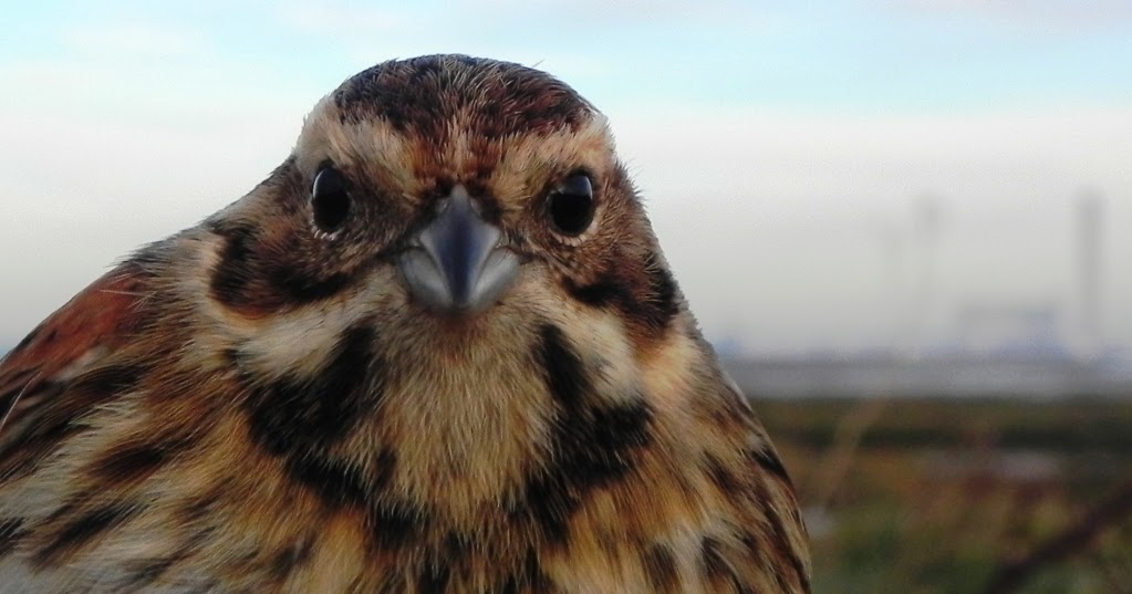 Birding the southern Medway Reed Buntings court out in the cold
