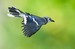 flying jay birds