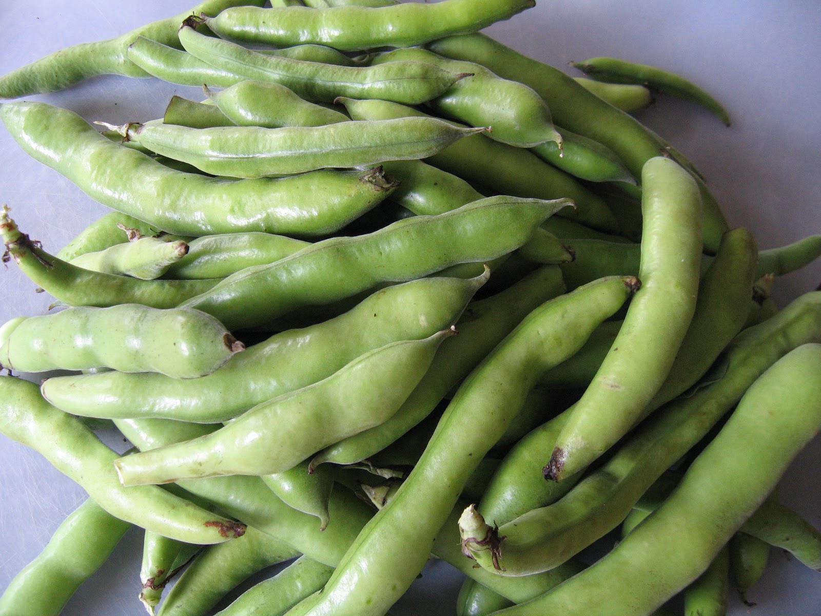 Yasemin's Kitchen Fava Beans in Olive Oil Zeytinyagli Bakla
