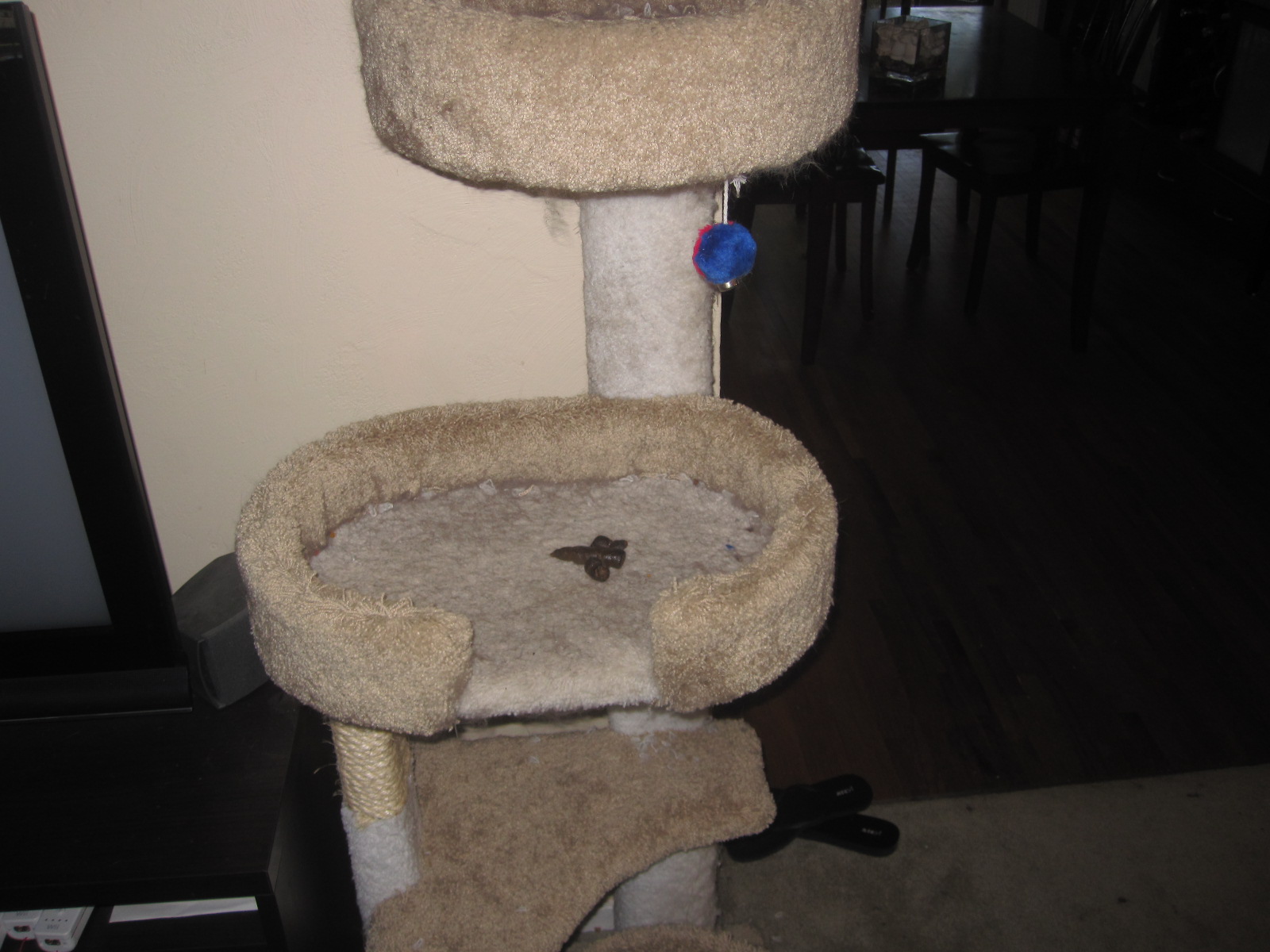 My Cat Poops Everywhere