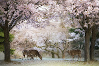 Deer in Nara during Japan’s cherry blossom season