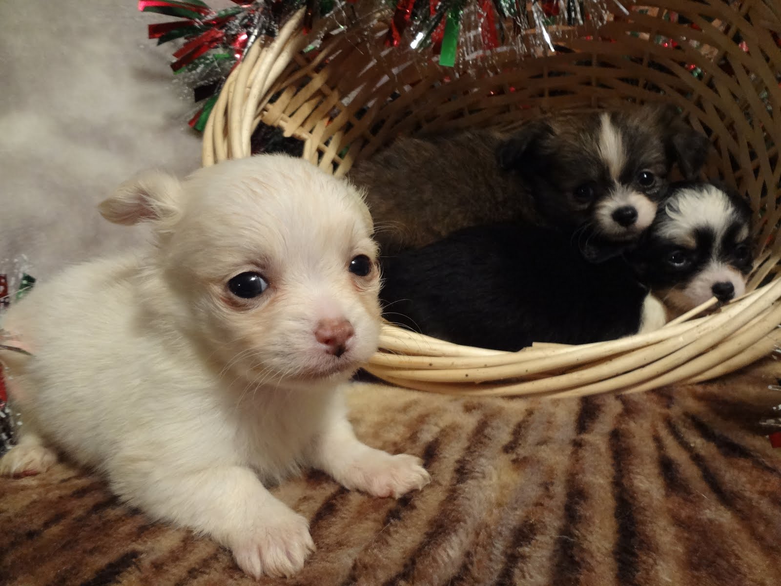 Three Chihuahua puppies