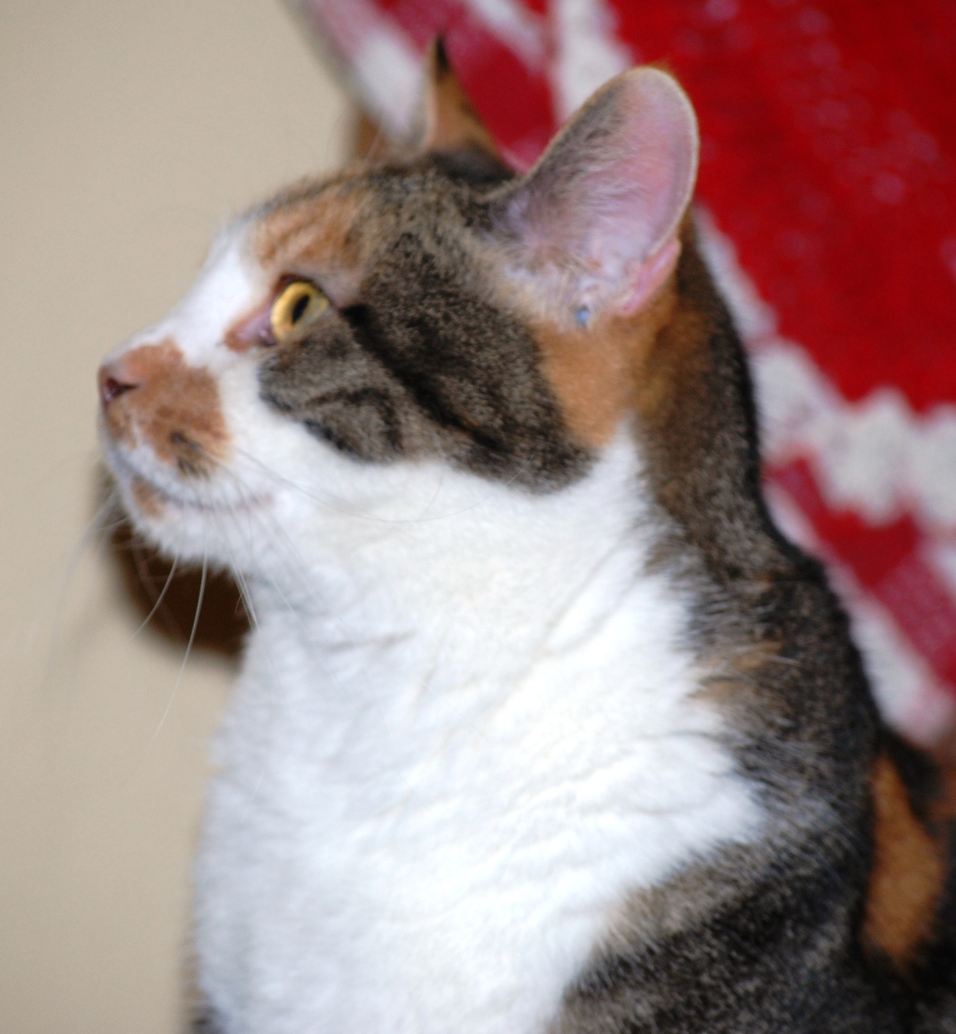 LIBERTY HOMESTEAD SCAREDY CATS