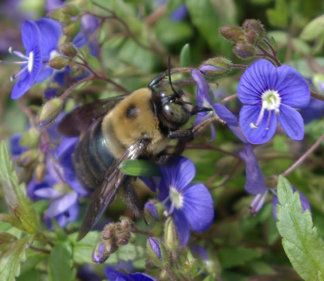sweetbay Carpenter Bees and Blue Speedwell