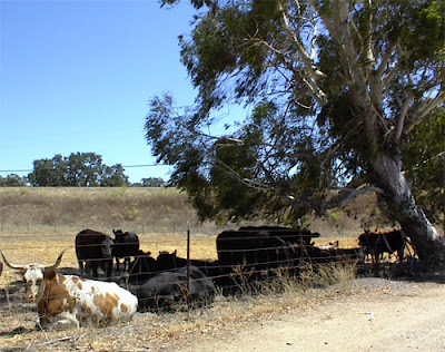Cattle in Paso Robles on Hwy 46 West, © B. Radisavljevic