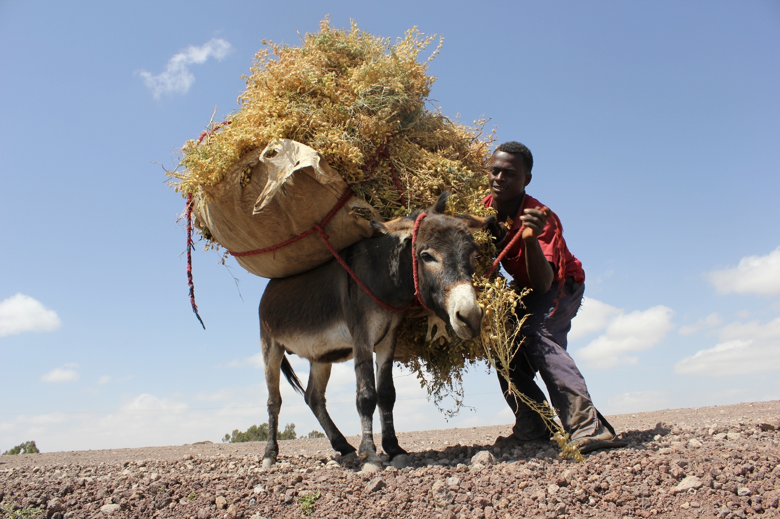 Interesting Story Of The World A FARMER A DONKEY Interesting Story Of The World A FARMER A DONKEY