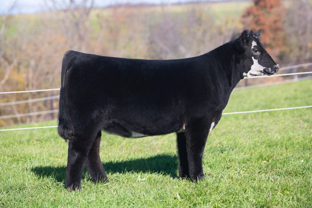 Executive Sires, Inc. Ewing Cattle Company Lot 3 Extremely High