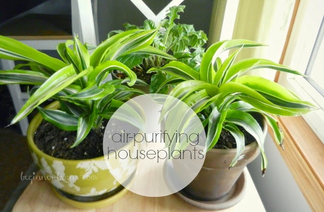 air-purifying houseplants
