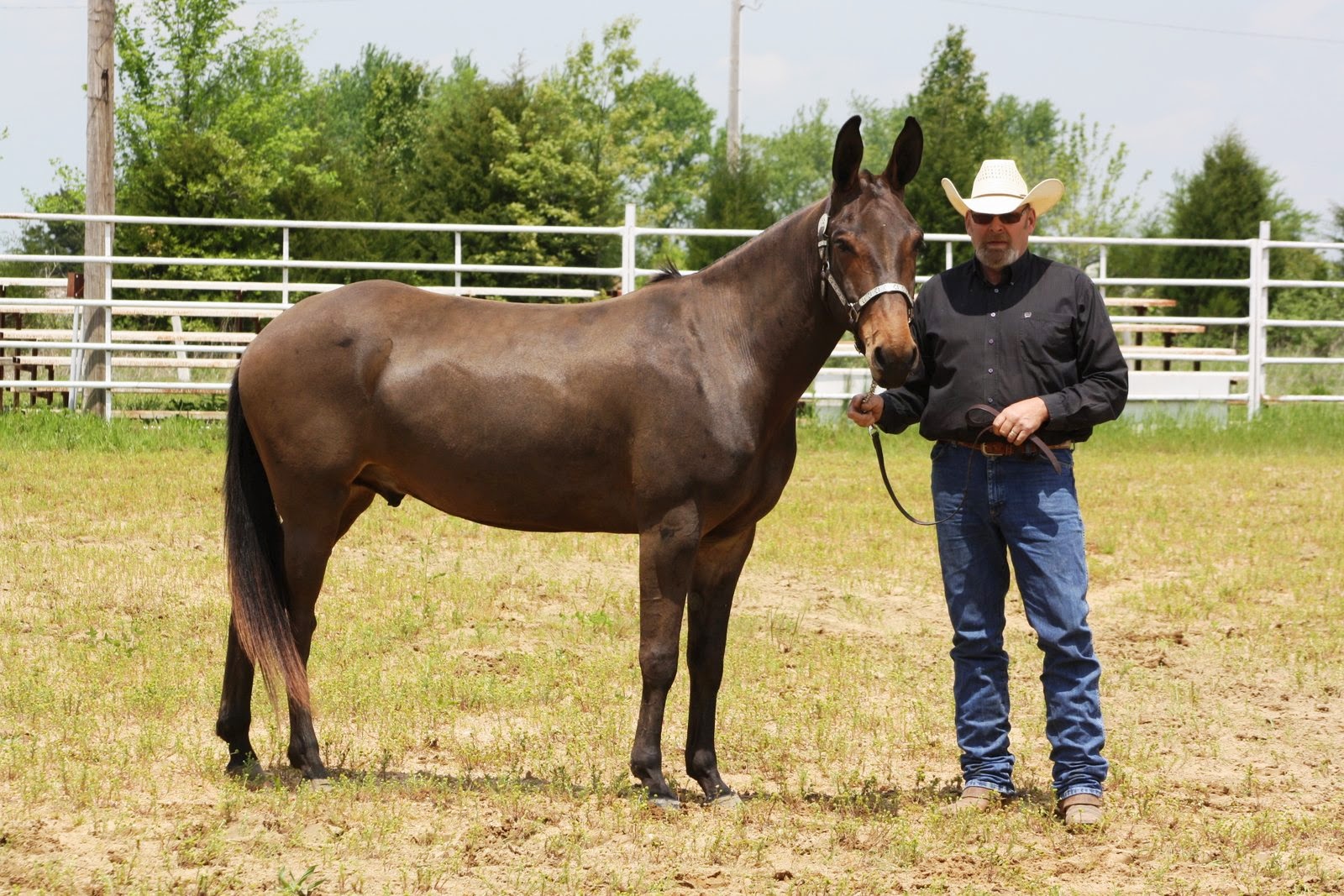 PairADice Mules Cuba Mule Show
