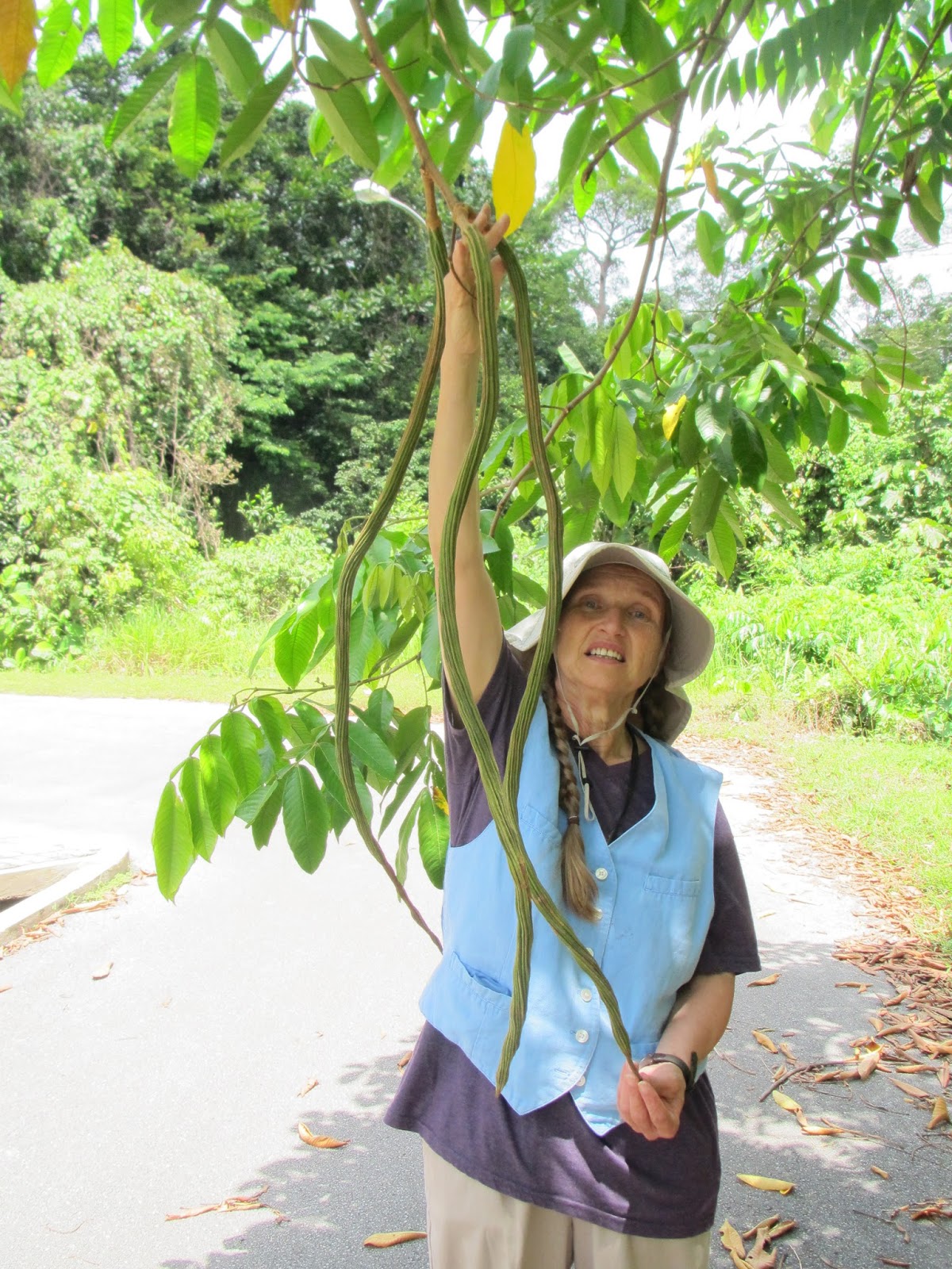 Dixie's Malaysian Botanical Blog The Ice Cream Bean Tree, Of Native