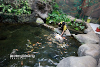 taman akuarium air tawar