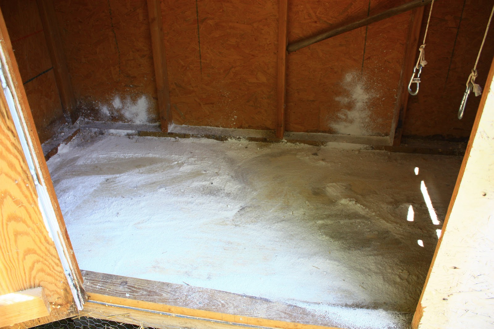 Cleaning the Chicken Coop