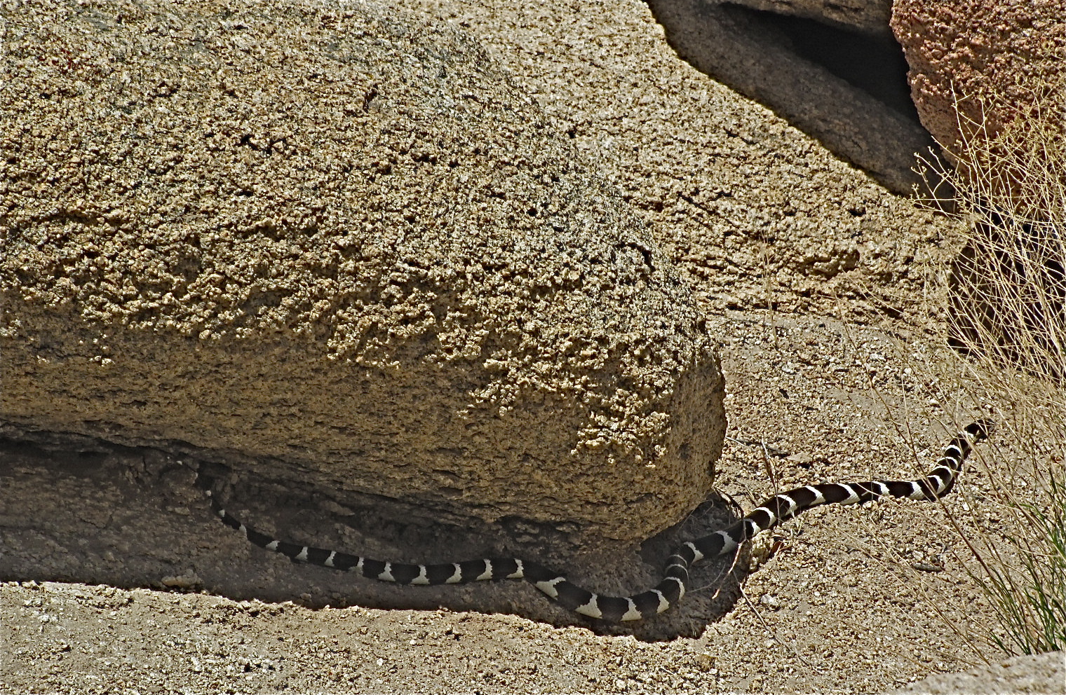 Travel With Whippets Joshua Tree National Park Midday at the Oasis