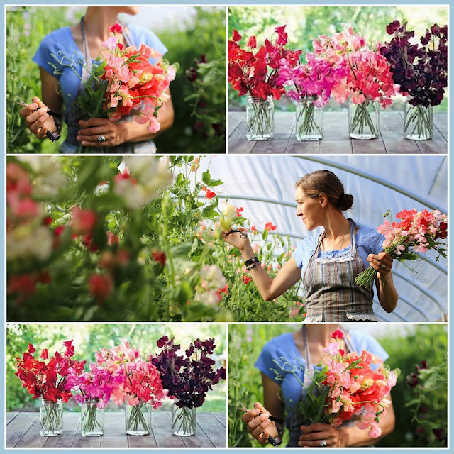 marieke nolsen Floret Flower /FarmerFlorist Collectief