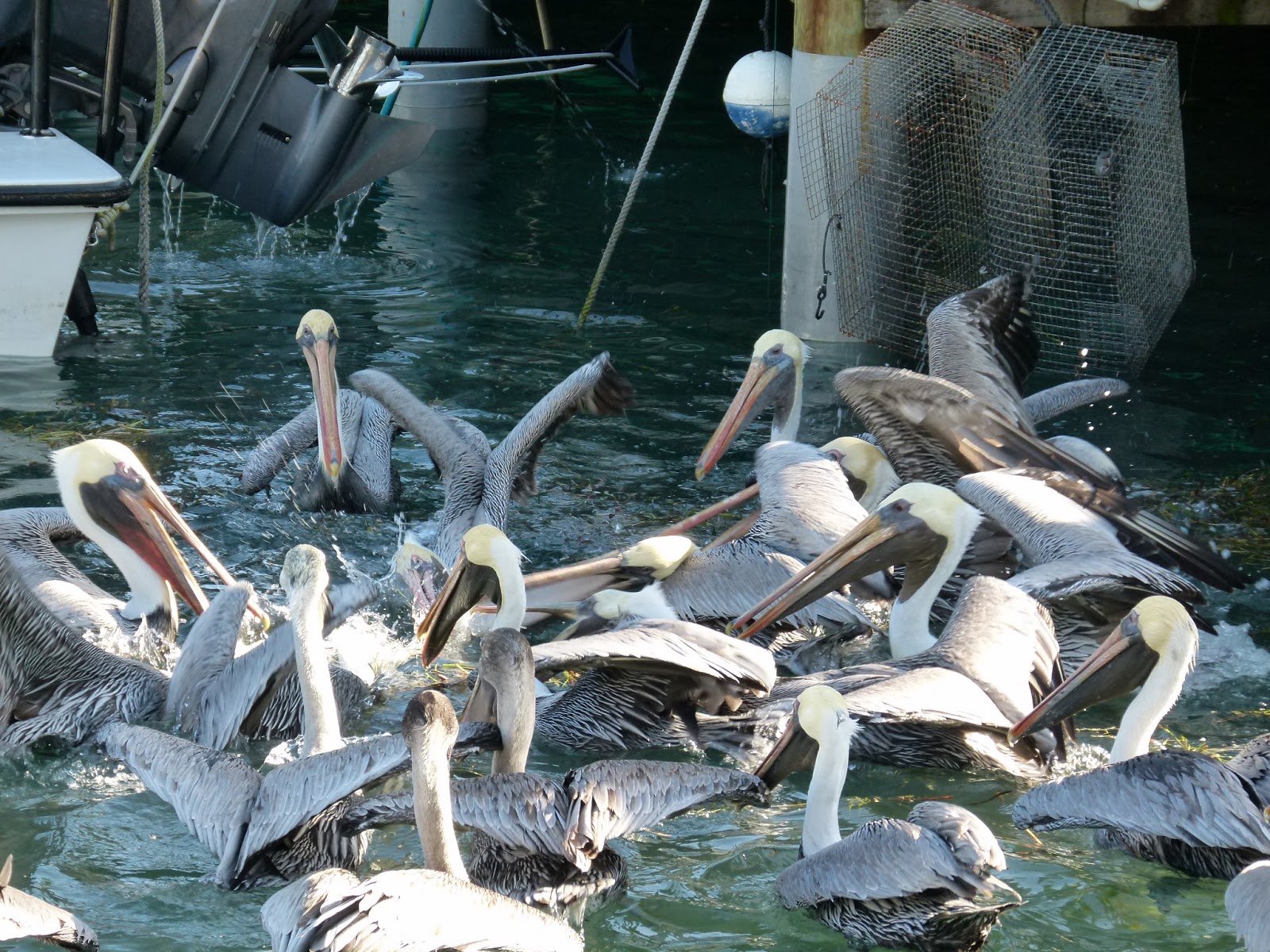 Visit Key West Tarpon feeding in Key West