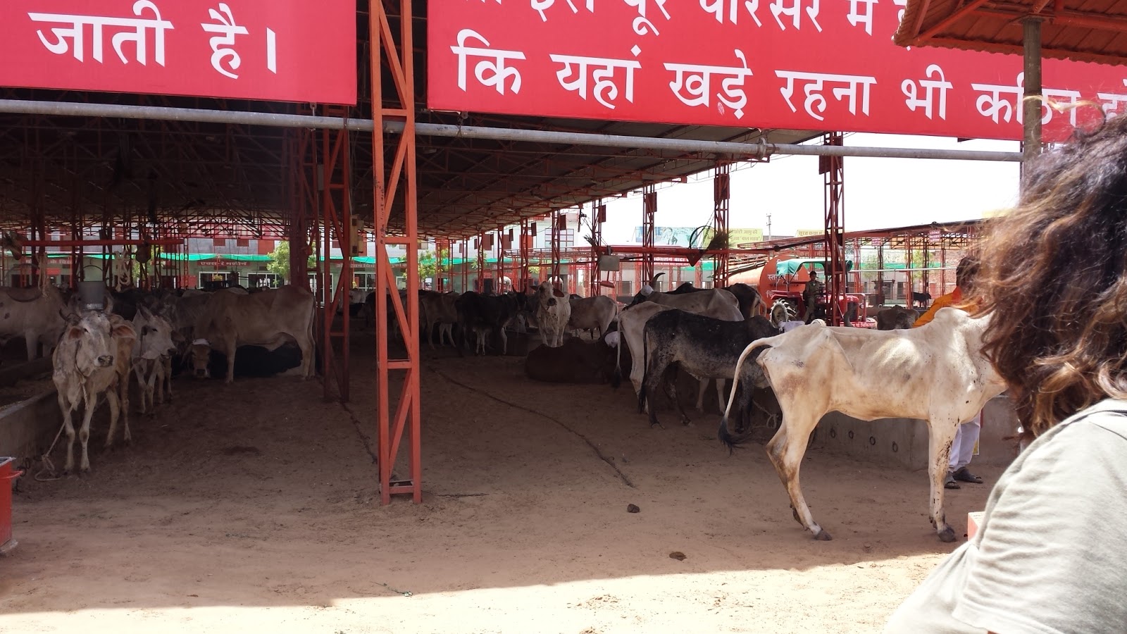 Hopis Reise Von Bikaner Nach Jodhpur Am Kuh Hospital Vorbei