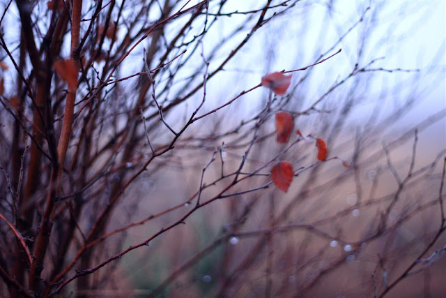 tree branches, raindrops, lonely coloured leaves  