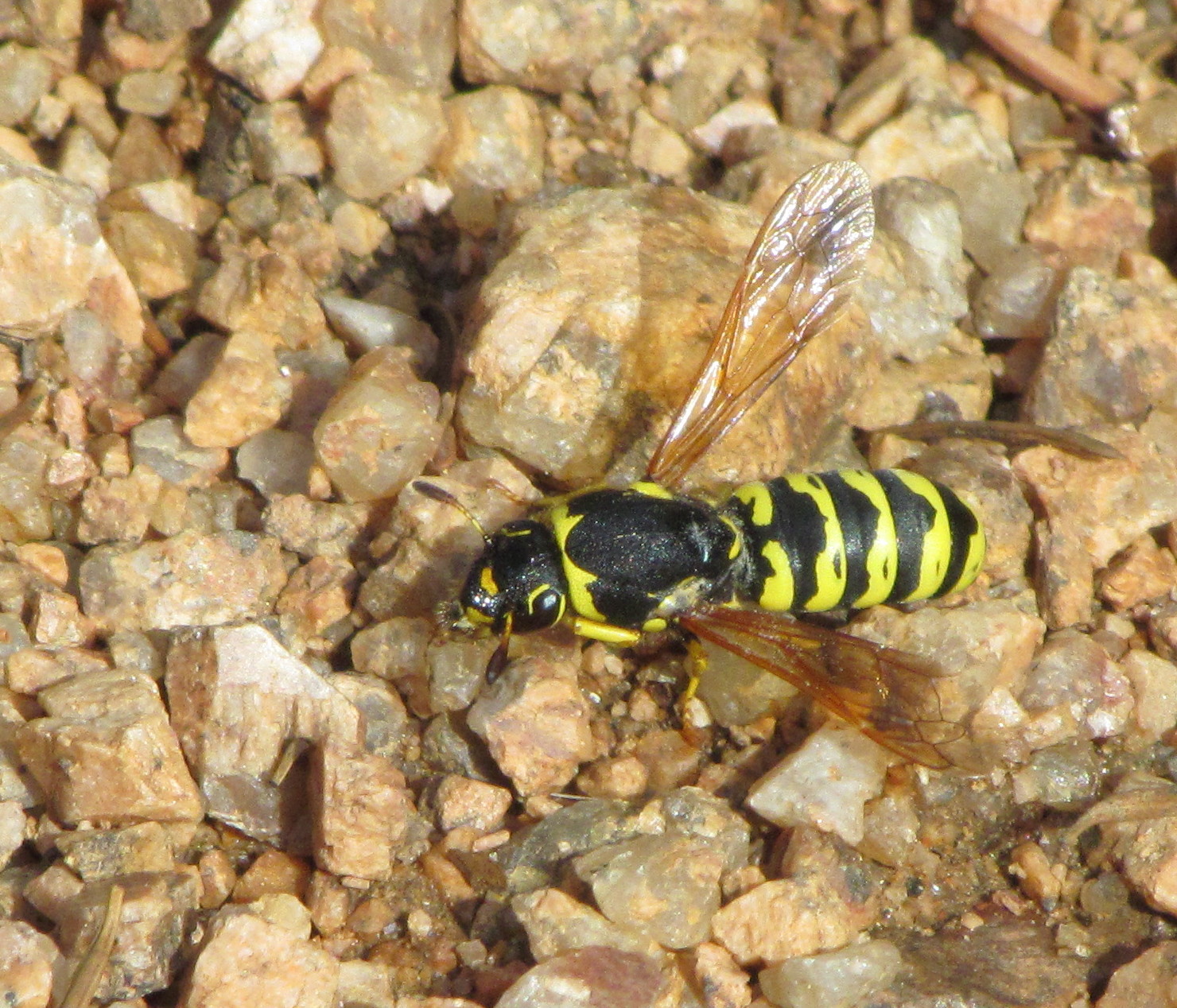 Pollen mézzel a prosztatitishez)