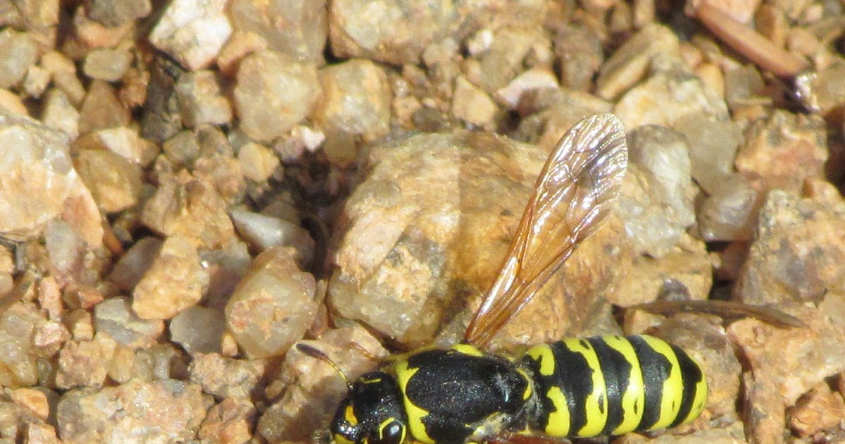 Pollen mézzel a prosztatitishez Prosztata fibrózis kezelése lézer Vélemények
