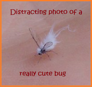 Cute dr. seuss-looking bug surrounded by the words "Distracting photo of a really cute bug".