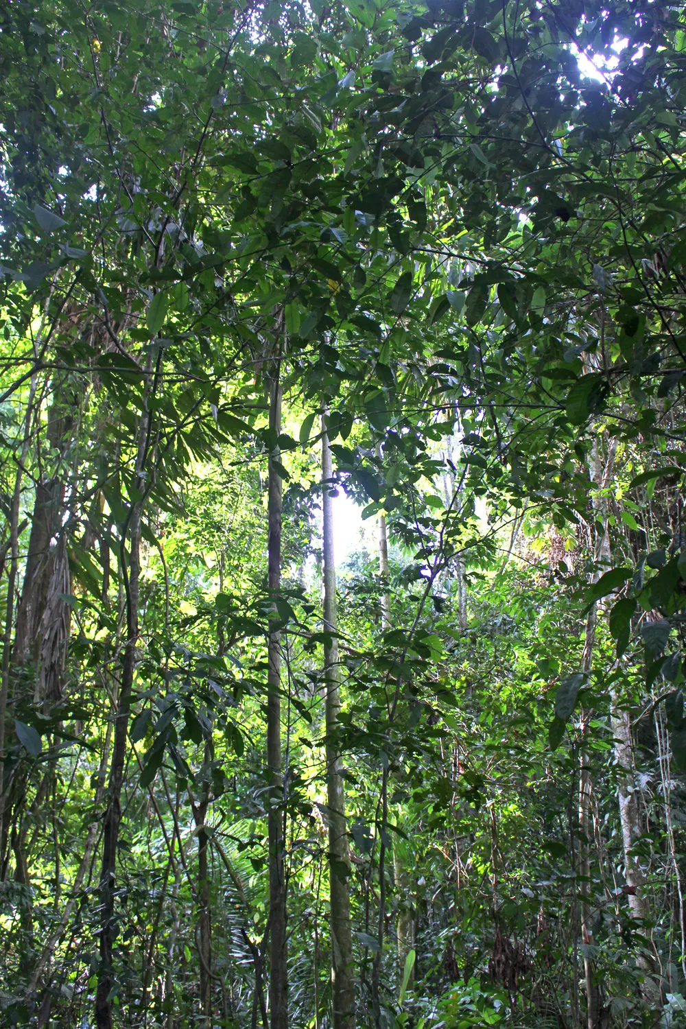 The Peruvian Amazon rainforest, Peru - travel & lifestyle blog