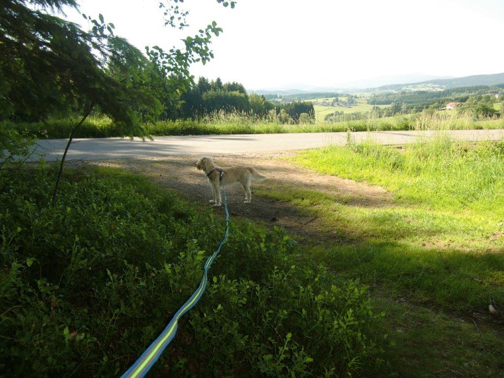 Bergheimat 3 Tage Im Wald Bayrischer 23 7 Bis 25 7