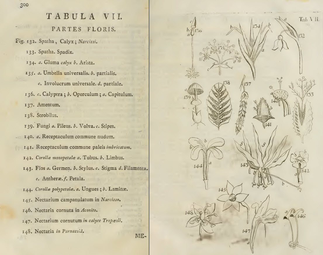 TravelMarx: Linnaeus: The Compleat Naturalist