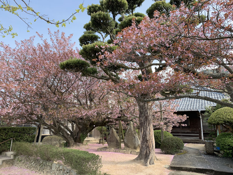 徒然おうどいろ日記 今日もネタがないんで 楊貴妃桜 慈光寺