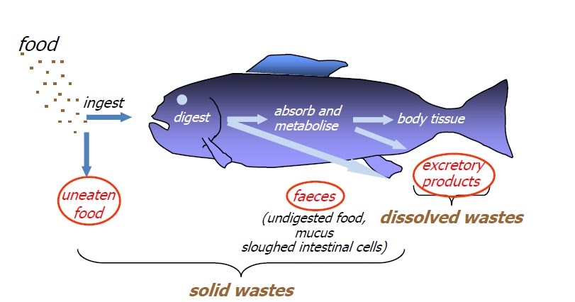 koi-pond-nitrogen-cycle-ammonia.jpg