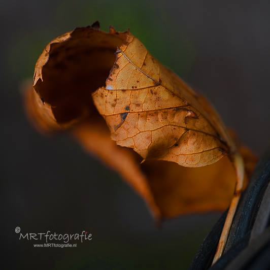 Macrofotografie herfstblad