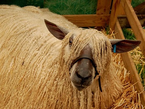 The Difference of Sheep WOOL to Sheep HAIR