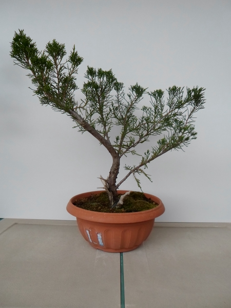 junipero- proyecto de planton a bonsai