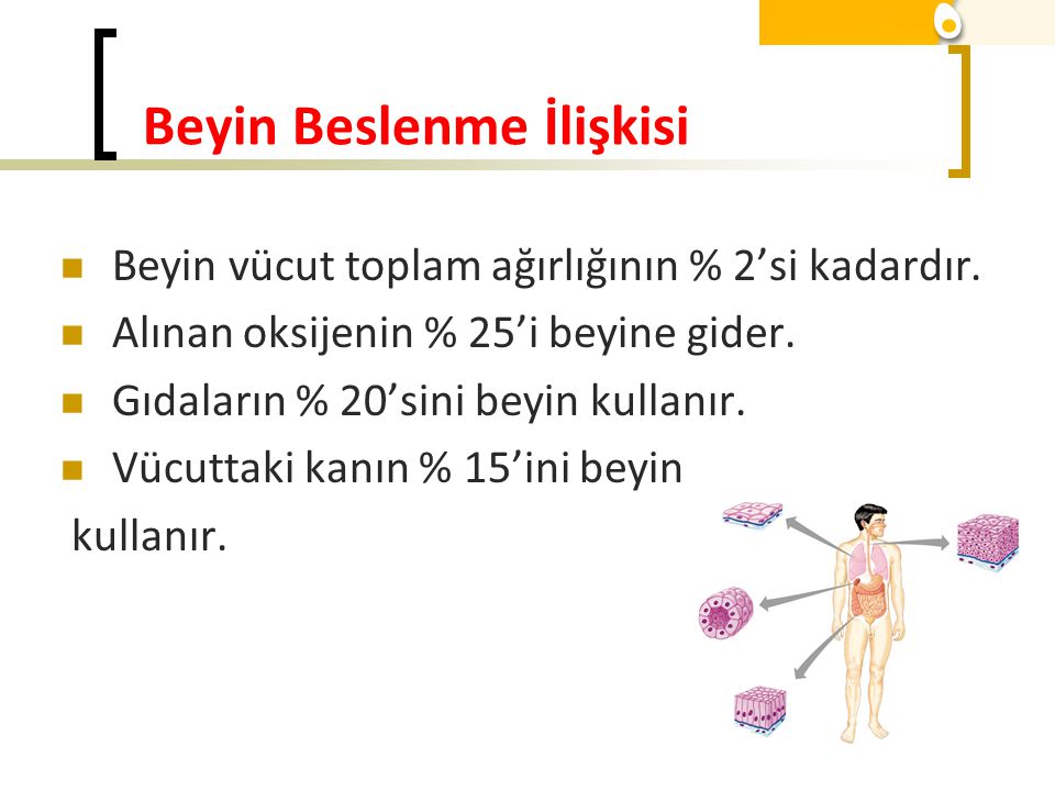 Education Blog: Beslenmenin Beyin Üzerindeki Etkileri Nelerdir?
