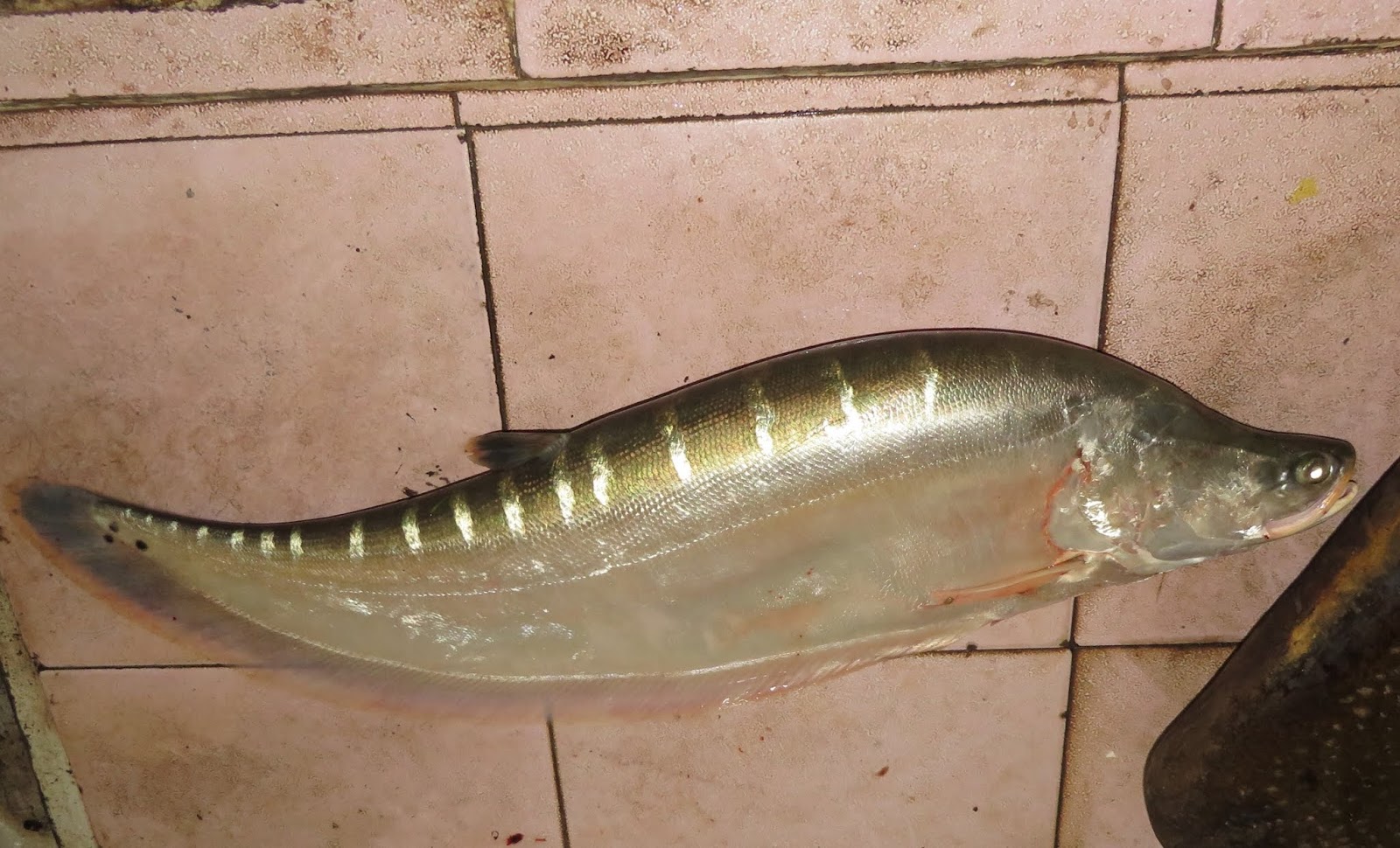 Types of Knife Fish and How to Keep Them