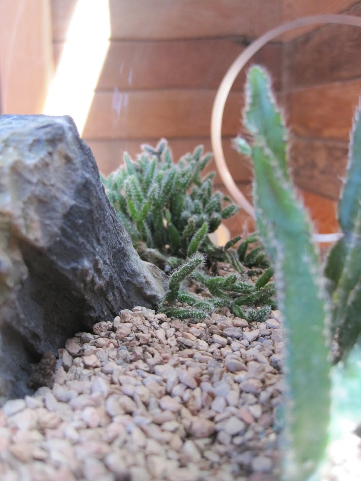 Aristata Land Arts Desert Terrarium