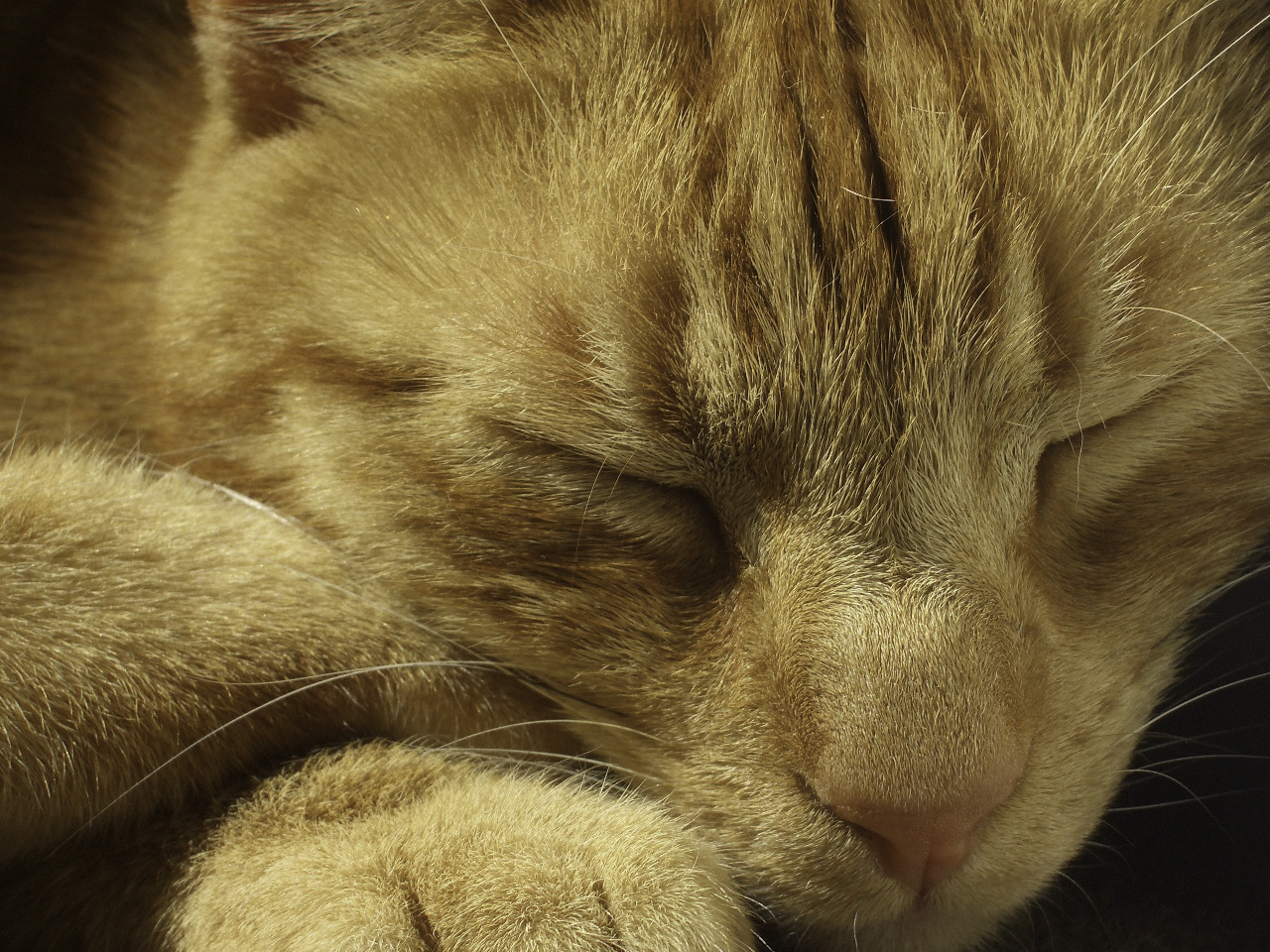 Jak kot czekał aż słońce sobie pójdzie, czyli Lamsa Arabian Oud