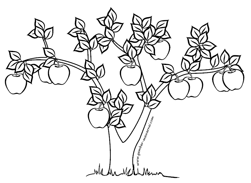 gambar mewarnai pohon apel