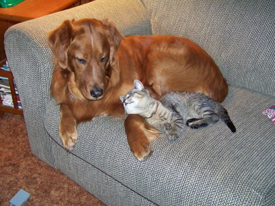 Cats and dogs get along (35 pics) Amazing Creatures