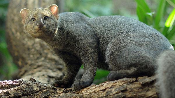 13 giống mèo rừng đáng yêu có thể bạn chưa biết tới