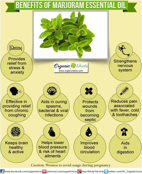 Homeopathy Safe Herbal Remedies Health Benefits of Marjoram Essential Oil