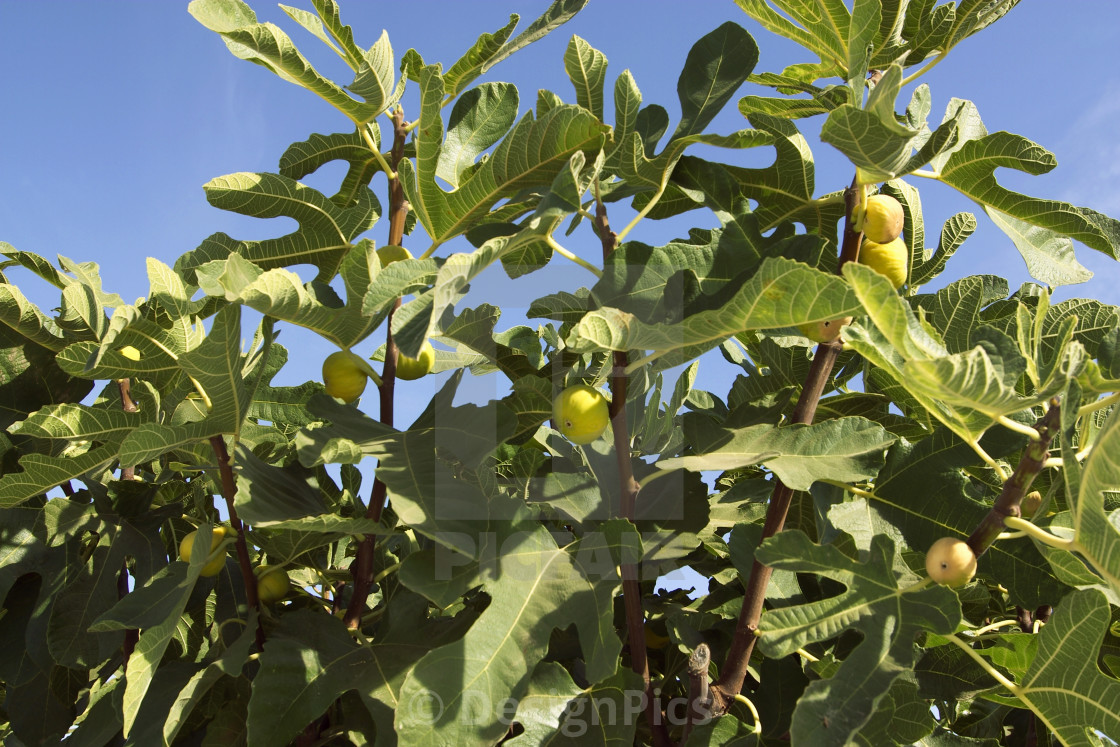 Calimyrna Fig Var Tin