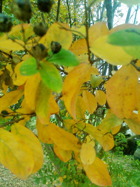 Hojas de Crespón en otoño