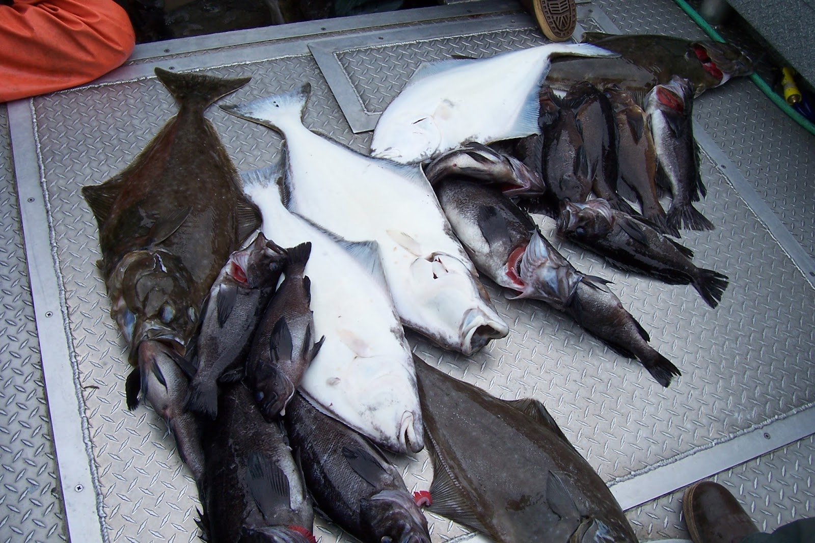 Beaver Creek Cabins & Guide Service: Left Handed Halibut