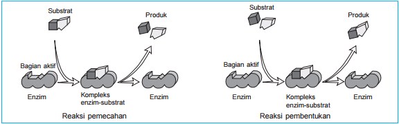 Perhatikan Grafik Pengaruh Faktor Ph Terhadap Kerja Enzim